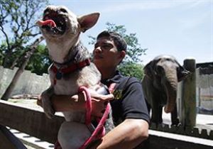 Kahraman Köpeğe Konvoy!
